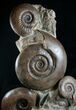 Large Lytoceras Ammonite Sculpture - Tall #7989-1